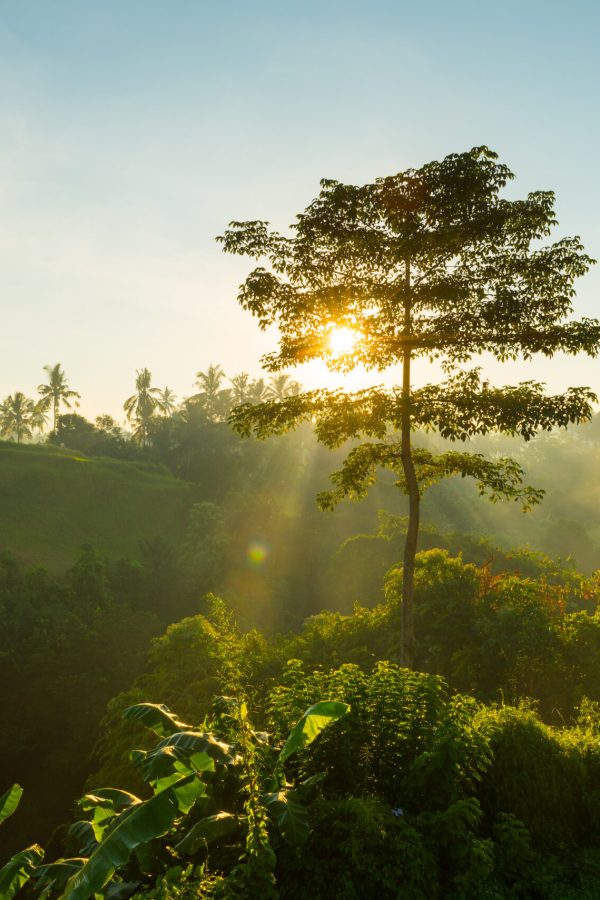 Sun is rising and shining through tree branches on Bali, Indonesia